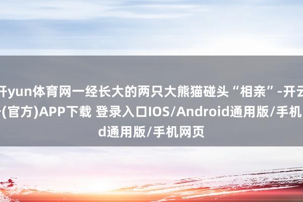 開yun體育網一經長大的兩只大熊貓碰頭“相親”-開云注冊(官方)APP下載 登錄入口IOS/Android通用版/手機網頁